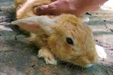 Teddy, Bunny .4 year old Funny cute Rabbit  enjoy Massage.Mom of 40 Babies