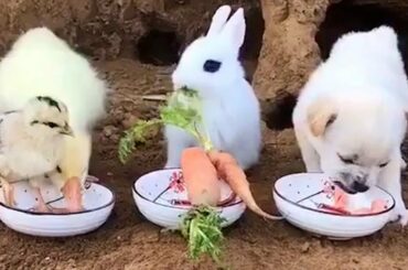 Rescue Puppies, Ducklings and Baby Bunnies To Make Your Day Brighter