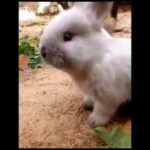 먹는 귀여운 아기 토끼 - Cute Bunny Eating (UwU) 🥺❤