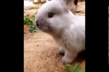 먹는 귀여운 아기 토끼 - Cute Bunny Eating (UwU) 🥺❤