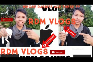 Whose Rabbits Are These// Vlog With Rabbit// Newly Born Baby Rabbit// Cute Rabbits //