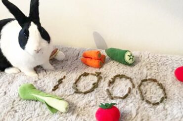 RABBIT ASMR I'm happy Our Rabbit Channel We became 1000 people 💓Asmr Baby Rabbit Eating Animal