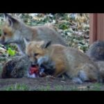 Baby fox eating rabbit