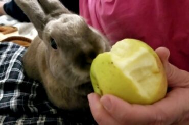 Cute Bunny Eating An Apple