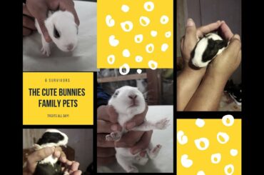 Hungry Survivors Bunnies Baby Rabbits Los Conejitos Hambrientos