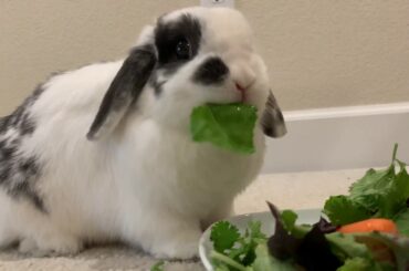 Pixie The Bun Bun - ASMR - dinner time #Bunny #Rabbit #Freeroam #ASMR #Cutebunny