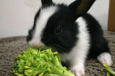 Most Satisfying Baby Rabbits- Eating Their First Veggie