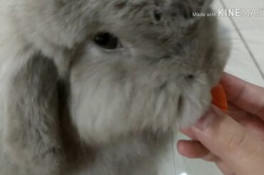 The bunny Fluffy eat carrot 🥕🐇