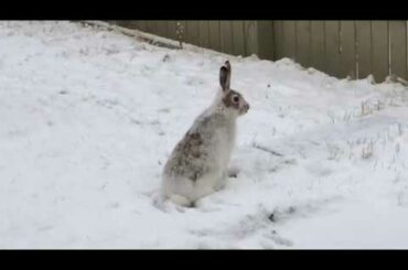 The cutest Bunny in my backyard!