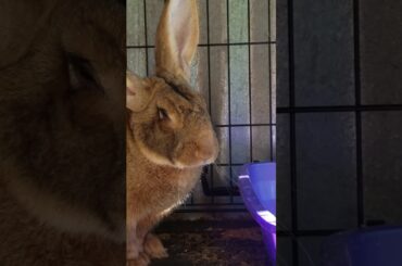 Look at my bunny us he cute leave a comment down below