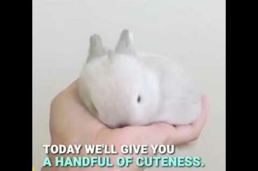 Cute bunnies living in home