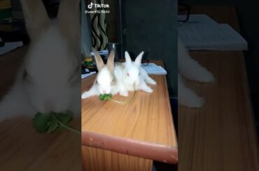 Today start news viral cute rabbit