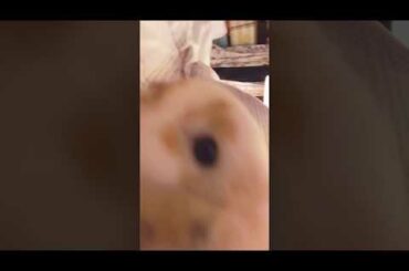 Our cute bunny Cinnabun