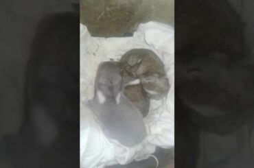 Rabbit cute baby bunny videos///