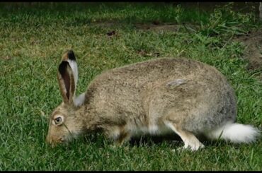 CUTE RABBITS VIDEO 2020 || CUTE LAPINS VIDEO 2020