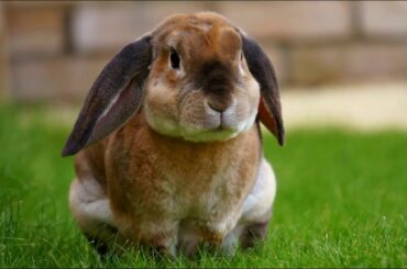 beautiful rabbits in the world