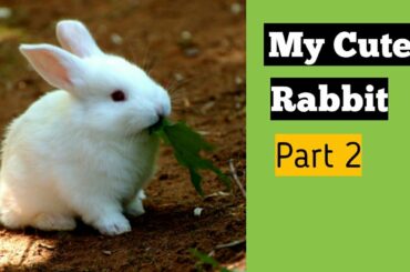My Cute Rabbit Part 2