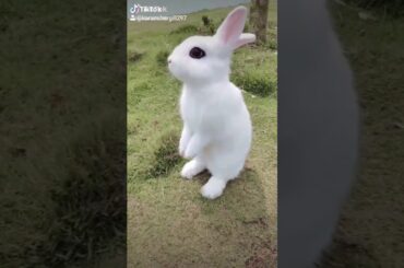 Cute Rabbit