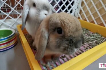 The Cute and Happy Bunny Sisters