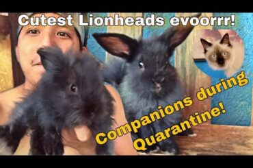 Lionhead rabbits are the cutest. I love rabbits now!