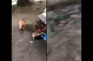 Funny Baby Bunny Rabbit Videos - Cute Rabbits