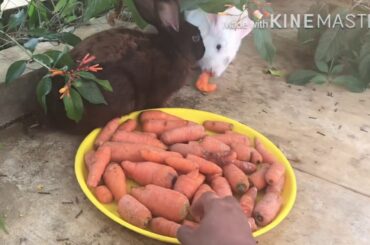 My Quarantined life with our cute pet rabbits...Nature at its best....