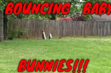 Bouncing Baby Bunnies!!!