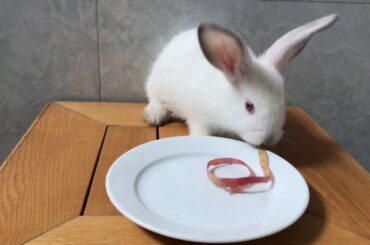 Cute Rabbit eating Apple peel