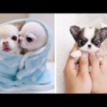 AWW CUTE BABY ANIMALS Videos Compilation cutest moment of the animals - Soo Cute! #29