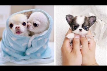 AWW CUTE BABY ANIMALS Videos Compilation cutest moment of the animals - Soo Cute! #29