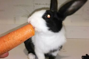 Rabbits Eating Baby Carrot ! ASMR Cute Bunny Eating /Cute Bunny Video