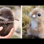Cute baby animals Videos Compilation cutest moment of the animals - Soo Cute! #14