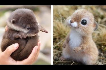 Cute baby animals Videos Compilation cutest moment of the animals - Soo Cute! #14