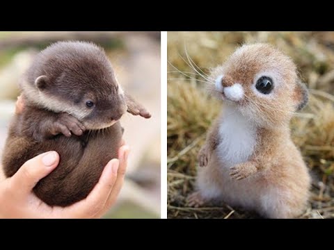 Cute Baby Animals Videos Compilation Cutest Moment Of The Animals Soo Cute 14 Rabbit Videos