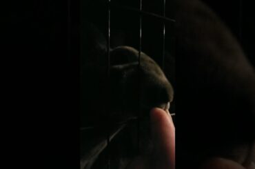 Cute bunny eats ASMR