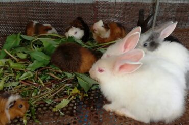 Oh ! So Many Rabbits Eating Vegetables - Funny and Cute Baby Bunny Rabbit Videos - Pets Rabbits