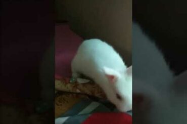 Funny baby rabbit video... cute baby rabbit.. ചുന്ദരി മുയൽ കുഞ്ഞു..