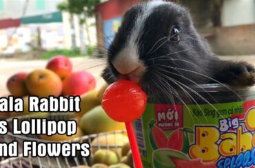 Sala Rabbit vs Lollipop and Flowers - Cute Rabbit videos