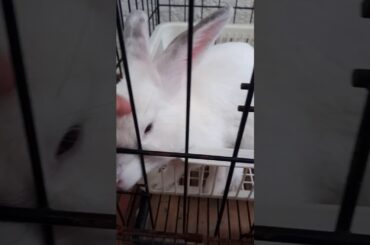 Cute White Rabbit