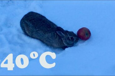 Rabbit Playing in Winter