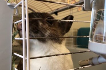 Gingerbread wants to come out and play with you! Bunny chewing her bars.