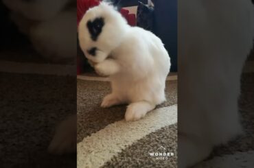 My Cute Bunny washing her ears, and her face❤️