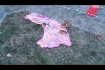 17 Day Old Baby Bunnies Playing!! *ADORABLE*