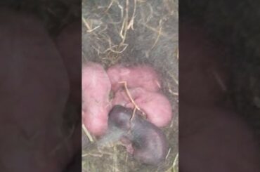 1 DAY OLD BABY RABBITS!!!