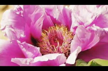 Forest nature creative some memories || like flowers, deer, rabbit, || cute animals