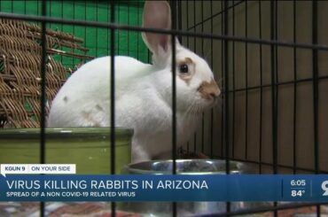 Virus killing rabbits in Arizona