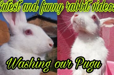 cutest and funniest videos of rabbit  (pugu)