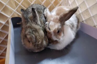 Rabbit Bonding Session