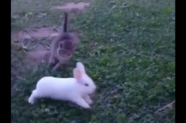 Kitty and bunny | Cute Animals |  🐱🐇