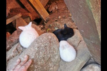 Our Surprise Baby Bunnies - Mega Kids